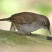 House Wren